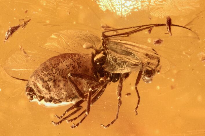 Detailed Fossil Black Fly (Simuliidae) Female In Baltic Amber #284566